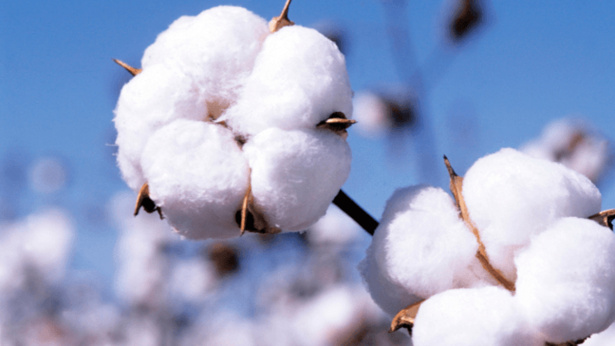 Full Story: The Environmental Cost Of GM Cotton Clothing